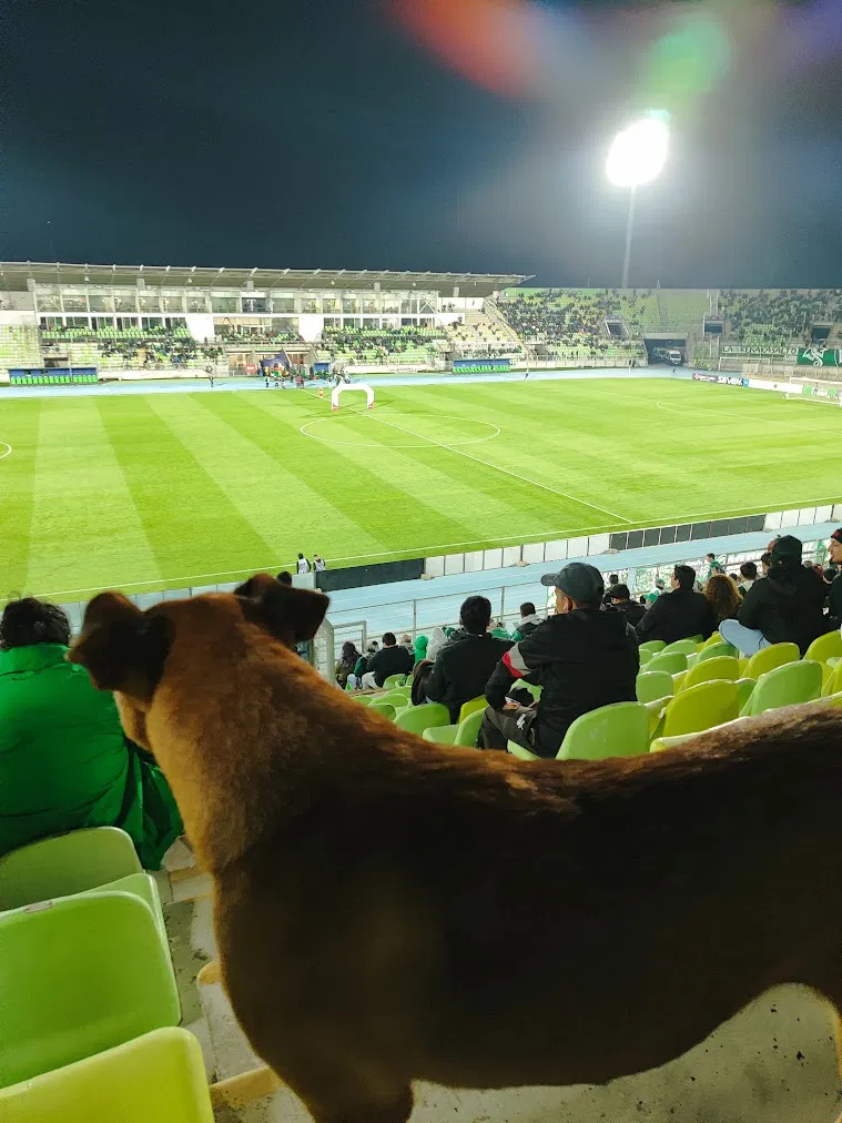 Cachorro assistindo a uma partida de futebol em estádio na América do Sul