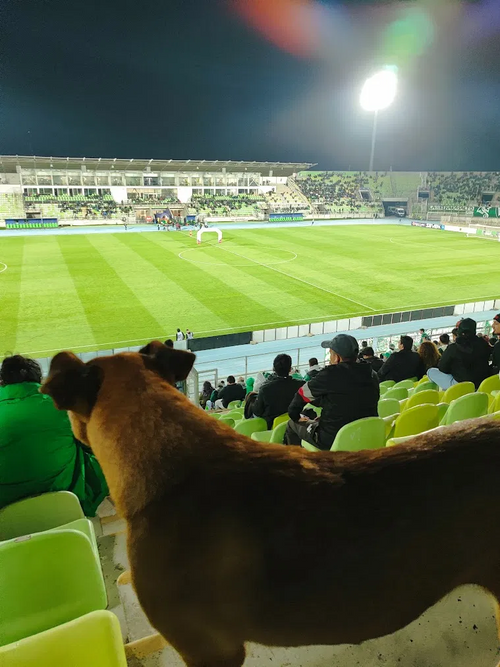Cane che guarda una partita di calcio in uno stadio sudamericano